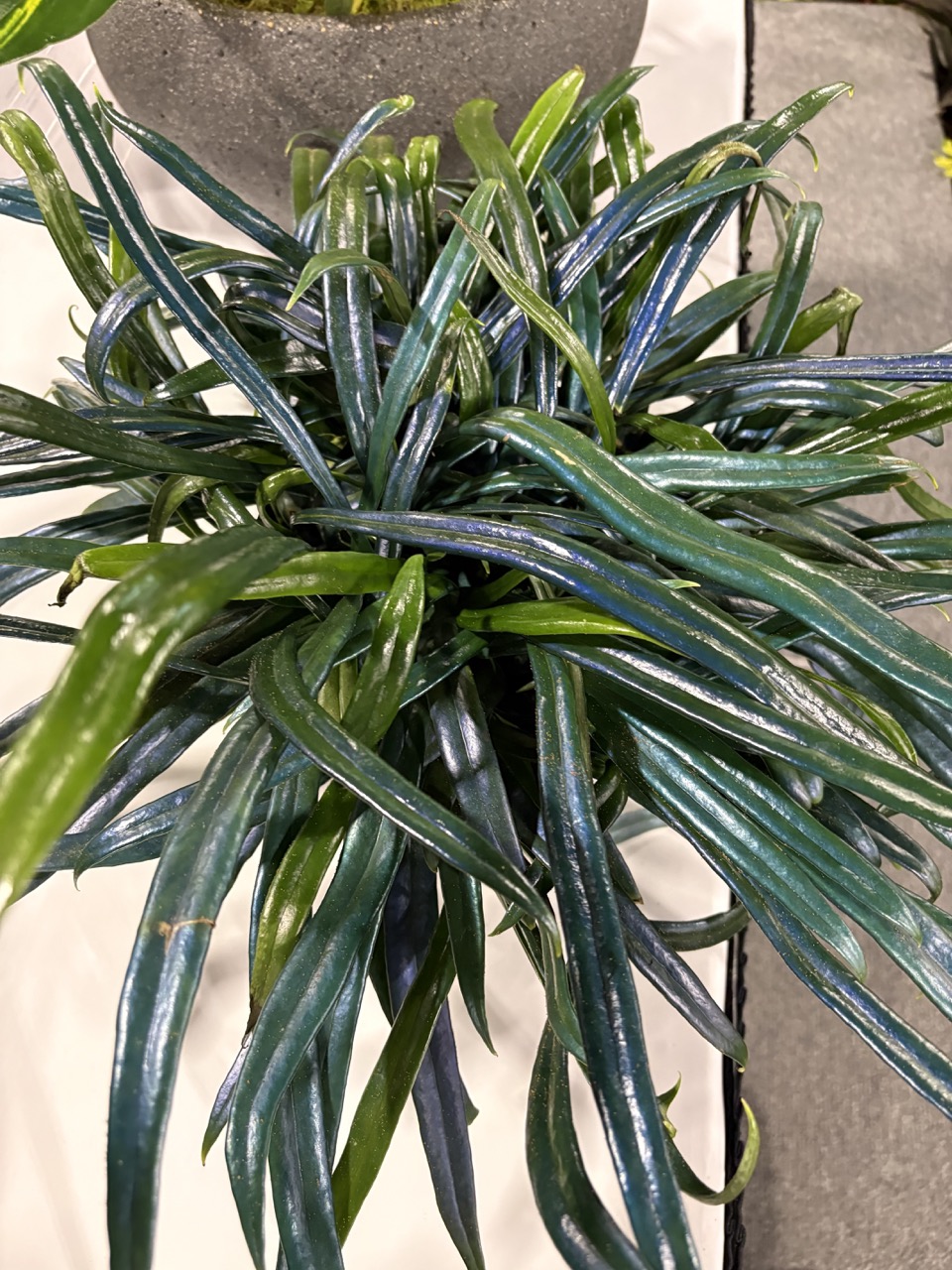 Fern ‘Blue Oil’ plant from Casa Flora