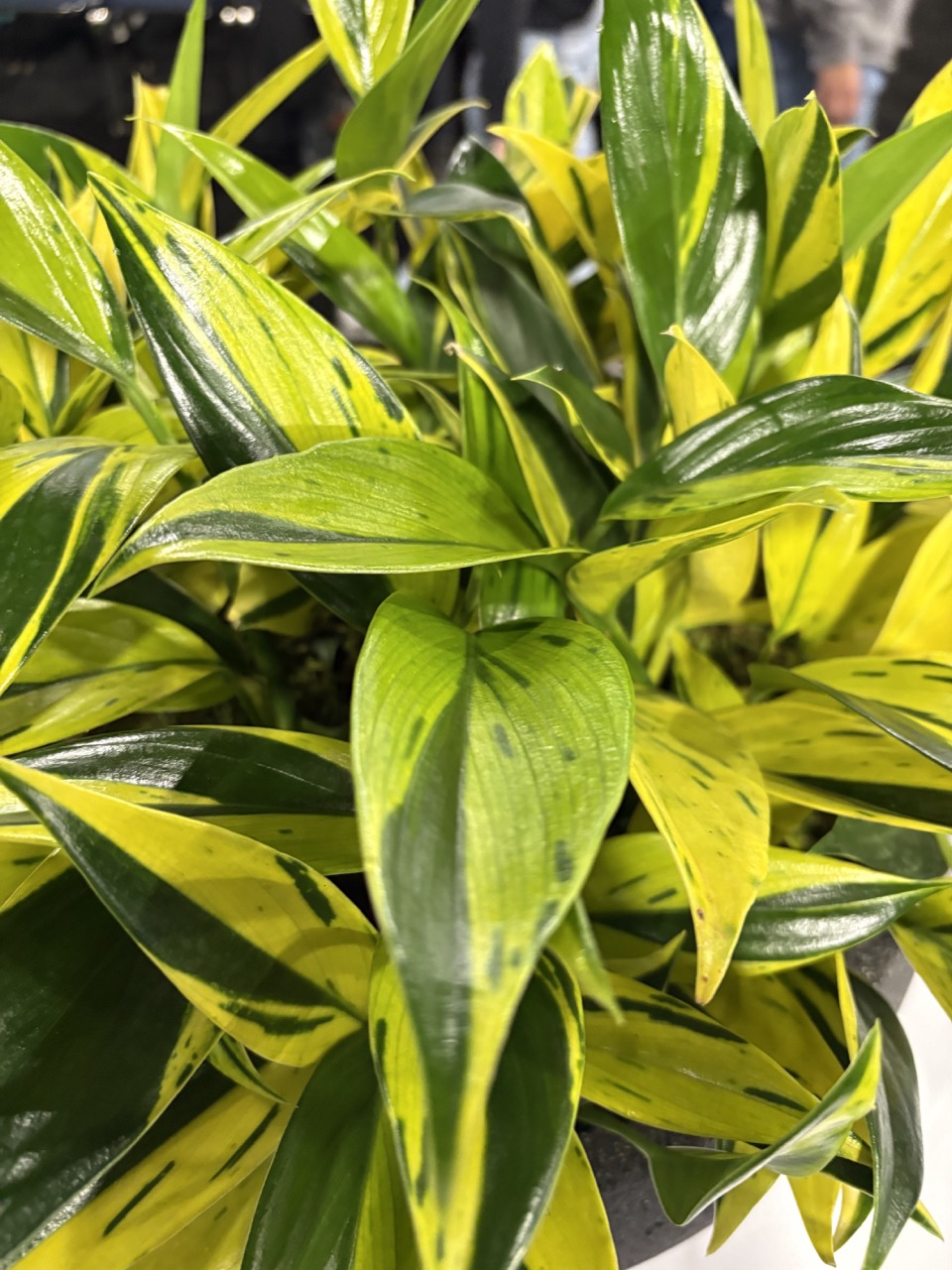 Variegated Scindapsus ‘Coriaceus’ plant from Costa Farms.