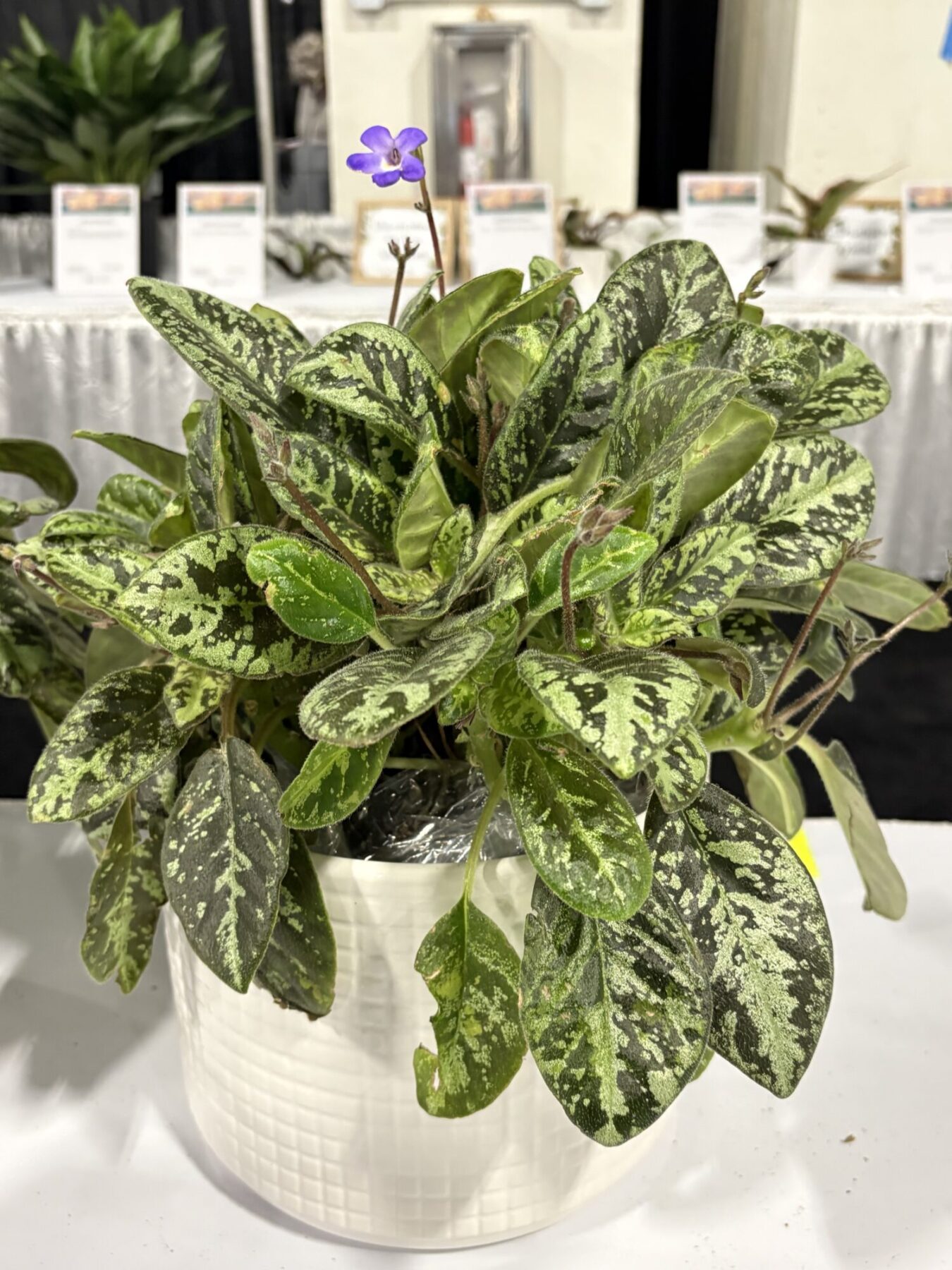 Michaelmoelleria ‘Sapphire’v plant from Dewar Nurseries