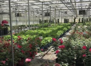 Midwest Groundcovers 