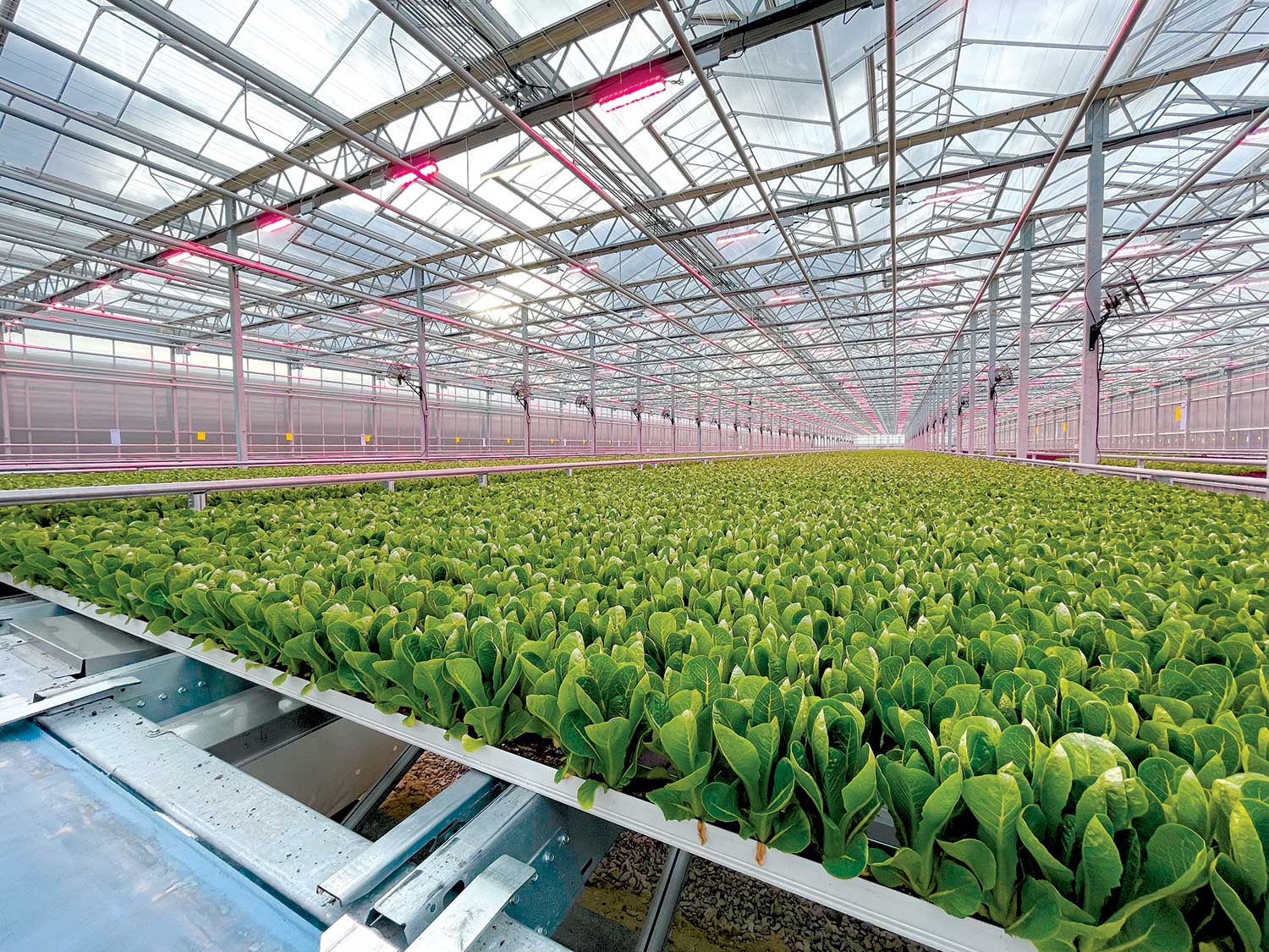 TrueHarvest Farmsgrows hydroponic leafy greens in Belton, Texas. Photo by Chris Higgins, Hort Americas.