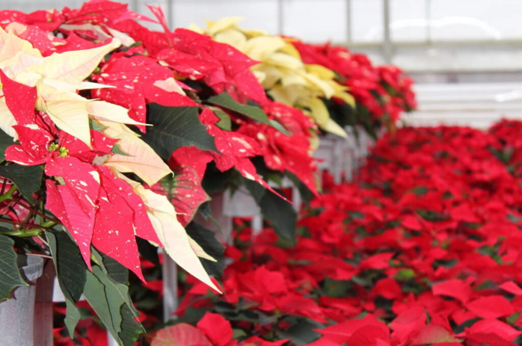 Protecting Poinsettias Through Shipping and Finishing Strong
