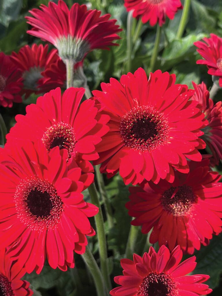 red gerbera flowers
