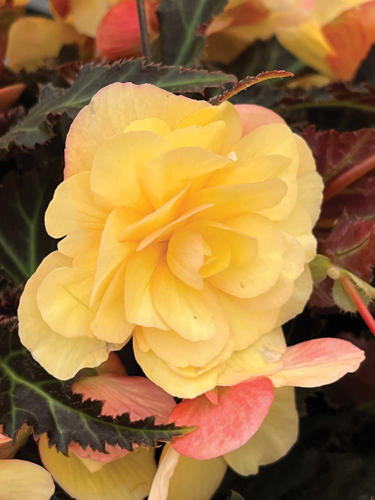 yellow begonia flowers