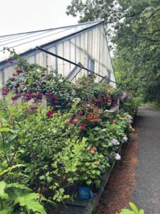 plants at Newton Greenhouse in New Hampshire