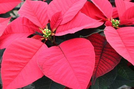 NCSU Announces Dates for Poinsettia Open Houses