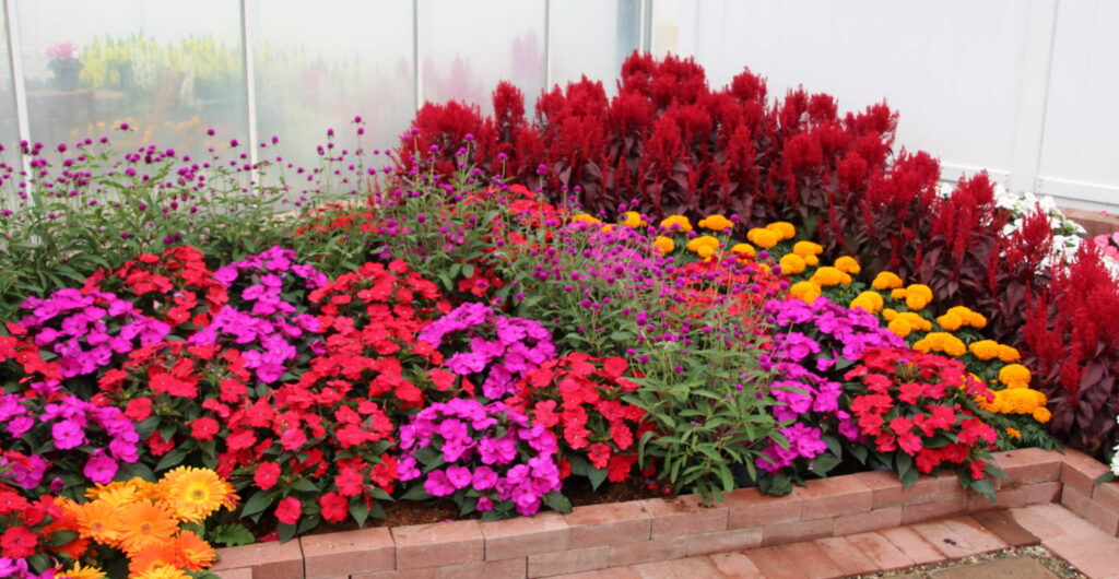 Syngenta Flowers, Sakata Cancel 2020 CAST Exhibits