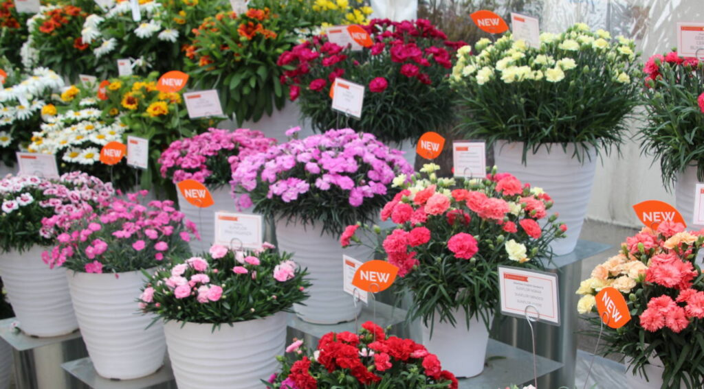 CAST Becomes California ‘Summer’ Trials in 2021