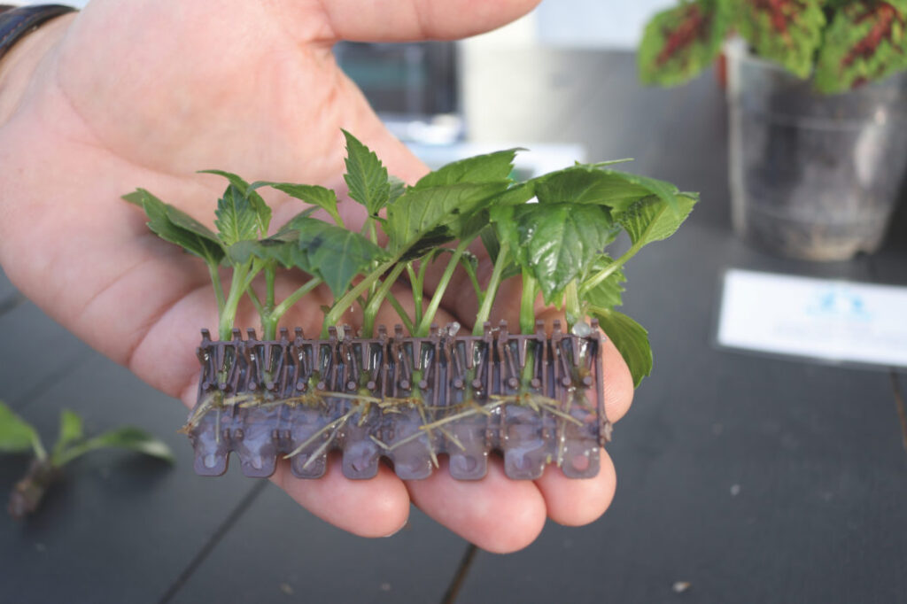 Getting to the Root of Saving Time, Space and Money