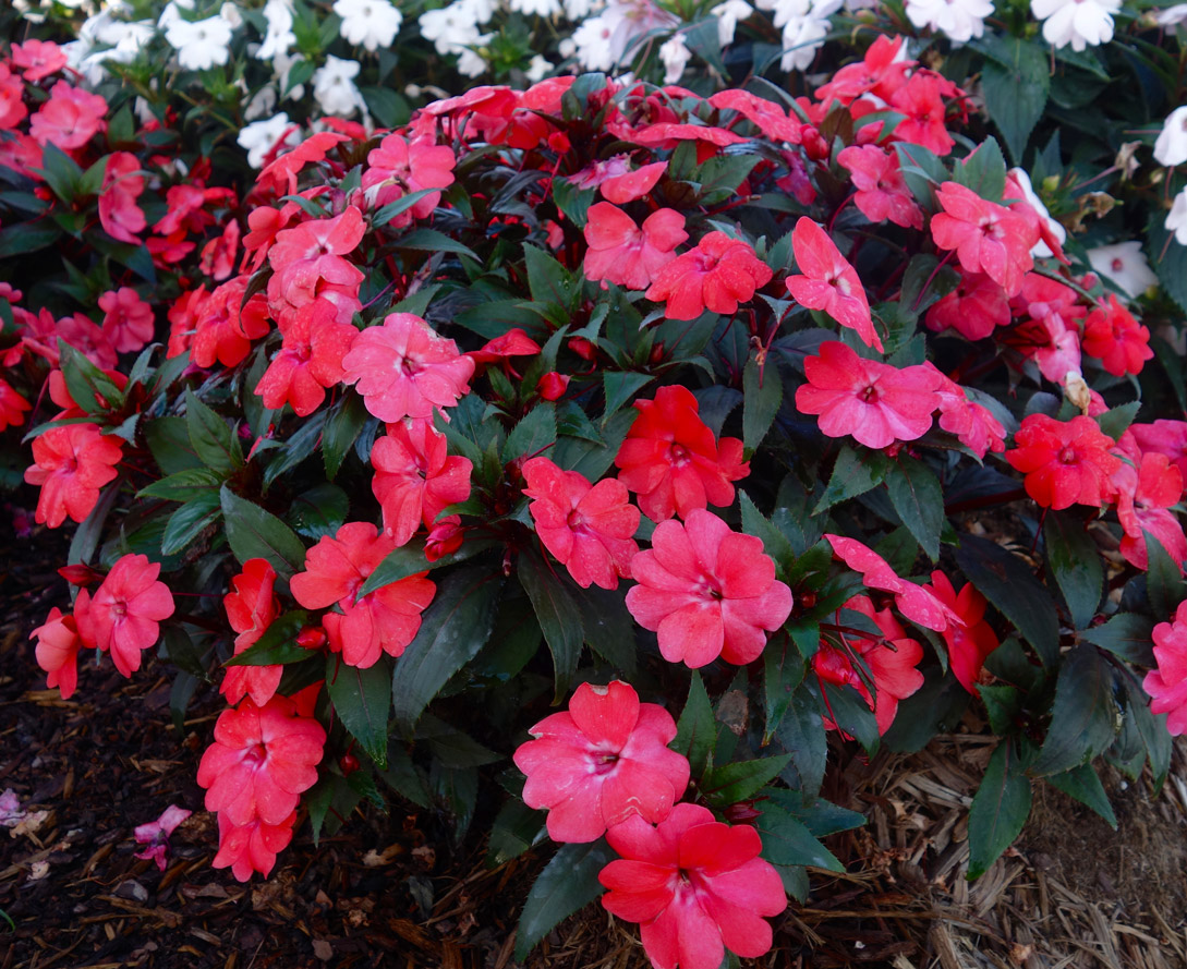 IMPATIENS-SOLARSCAPE-ORANGE-BURST---PANAMERICAN---Vaughn--June