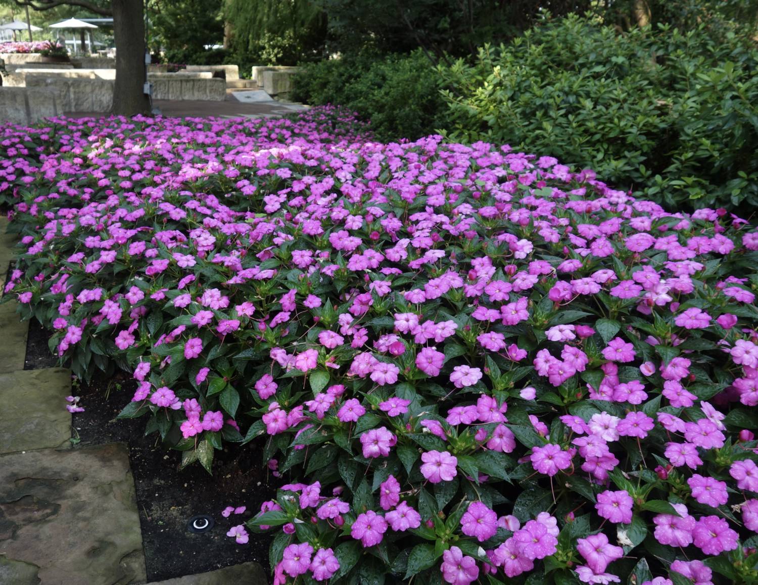 Sunstanding impatiens