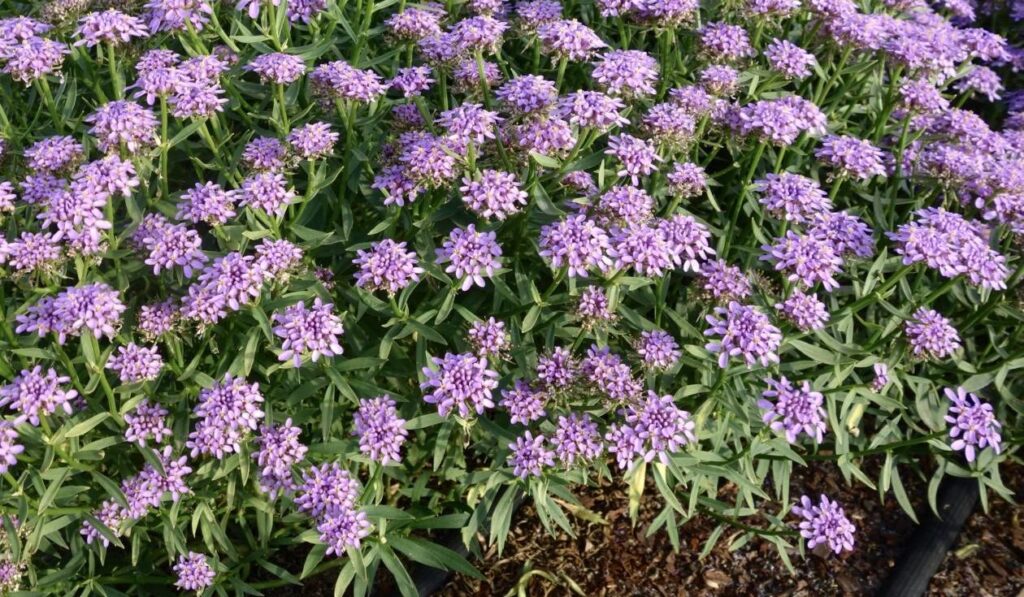 Vivid & Vibrant Perennials