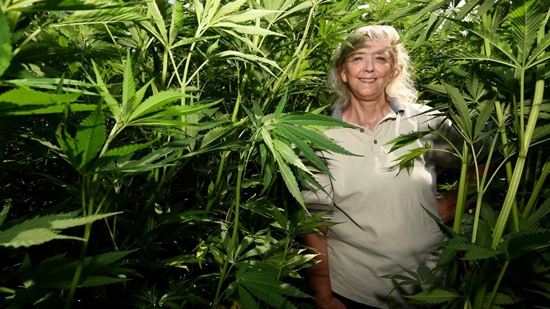 University of Idaho Hemp Trials Offer Promising Results