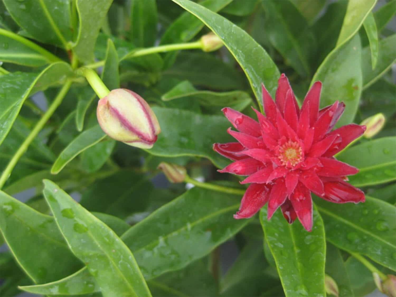 2024 PHS Gold Medal Plants Winner. Illicium ‘Woodland Ruby’.