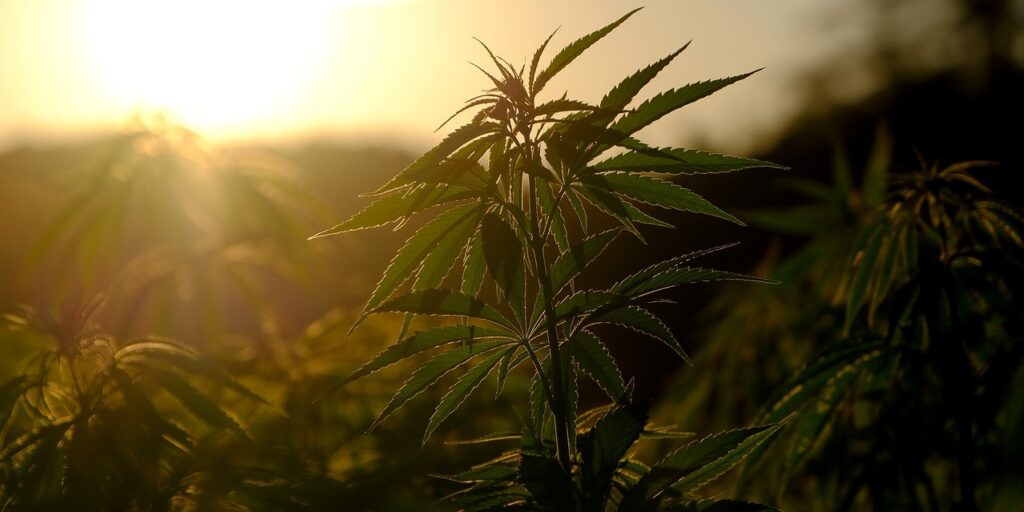 University Of Illinois Offers Cannabis Course, Certificate