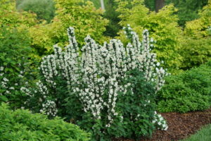 Spring Meadow Nursery, Proven Winners