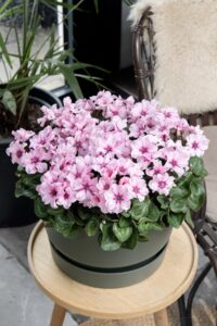 'Illusia' presented by Profitplant BV