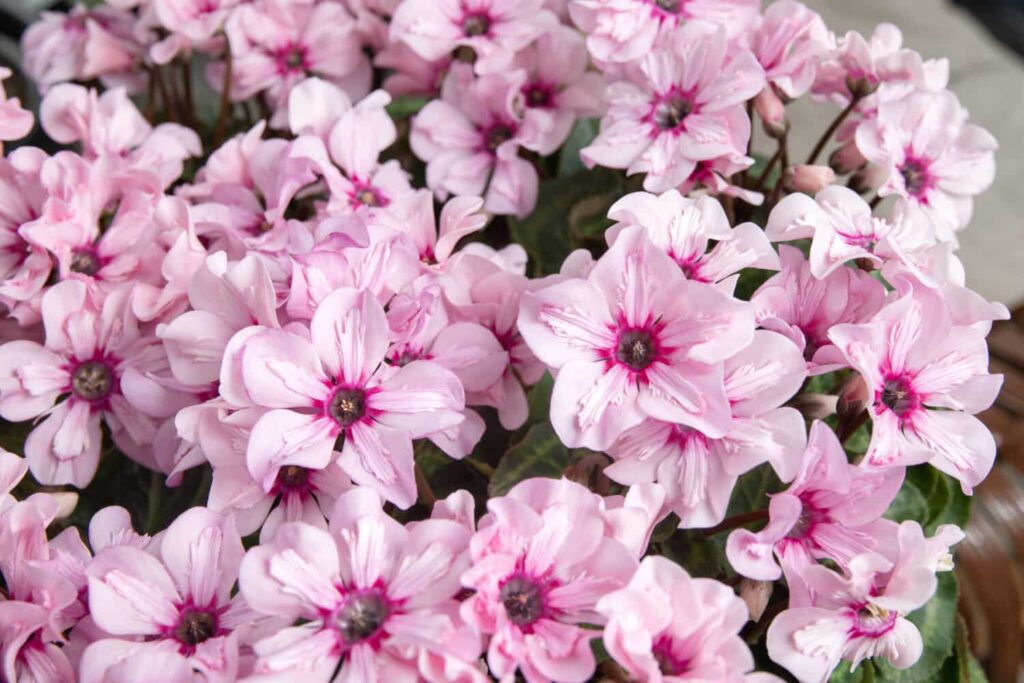 Illusia wins HTA National Plant Show 2024 New Plant Award