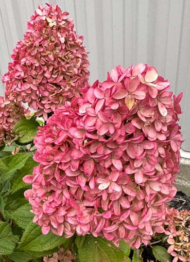 Hydrangea paniculata ‘BloomChampion Fresh White’ showing pink autumn coloring during October in Jordan, Ontario.