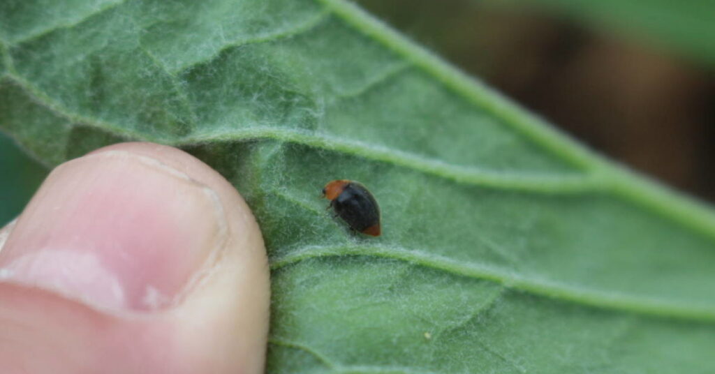 Releasing Multiple Biological Control Agents