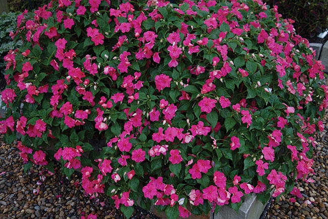 IMPATIENS ‘BEACON LIPSTICK’, PanAmerican Seed