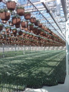 interior of greenhouse with hanging baskets