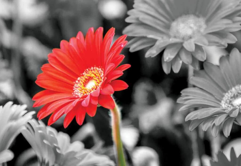 Coloring conjectures