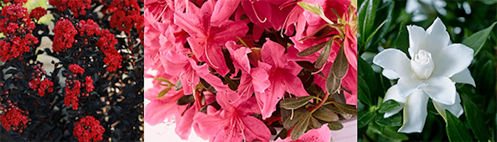 J. Berry, PlantHaven Sign Licensing Partnership Deal