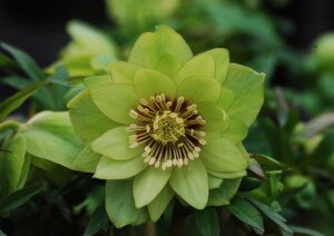 Jade Tiger Improved Hellebore