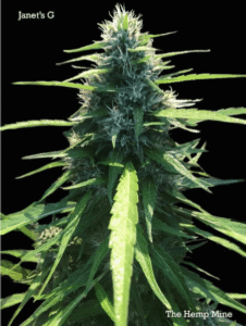 Janet's G hemp cultivar. Photo: The Hemp Mine