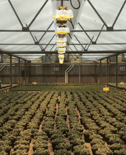 Maximizing the Benefits of Supplemental Lighting