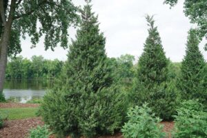 juniper trees planted in a landscape