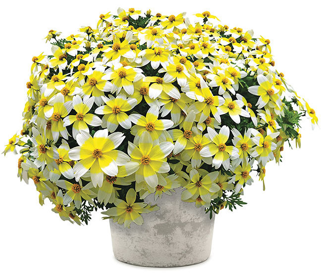 BIDENS ‘SPICY ELECTRIC WHITE’
