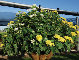 KWIK KOMBO BANDOLISTA GO COCONUT MIX Syngenta Flowers