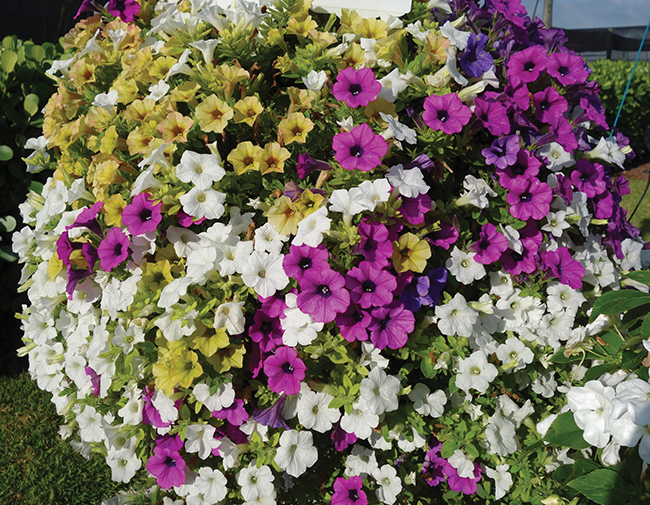 KWIK KOMBO DEKKO DARE DEVIL MIX - SYNGENTA , Vaughns View , July