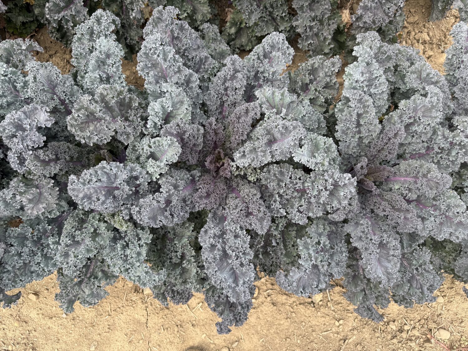 New AAS Winners for 2026 Kale Rubybor
