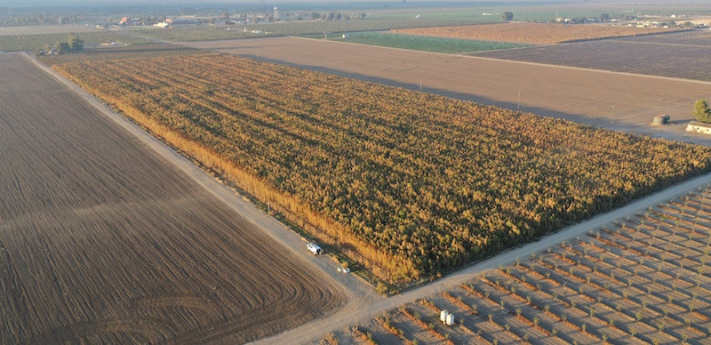 Cannabis Plants Worth $1B Seized in California After Investigation at Hemp Farm