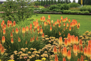 Kniphofia Hot and Cold