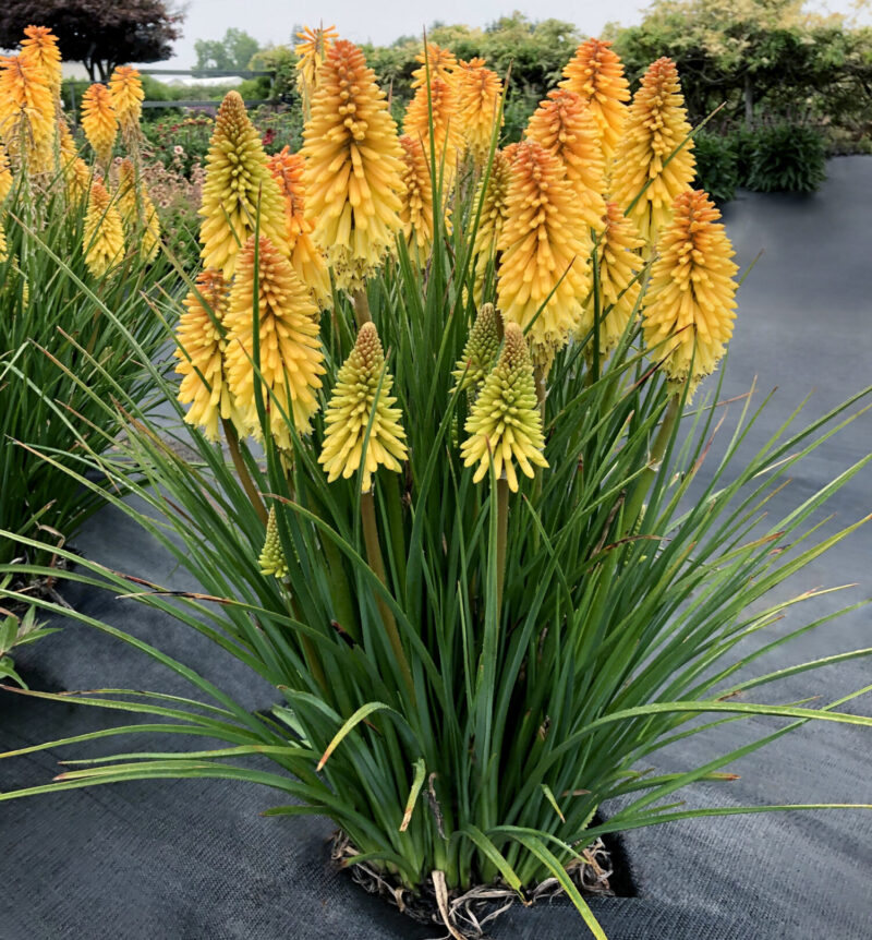 yellow flowering kniphofia