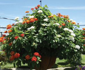 Kwik Kombo Lantana Bandolista Hot ChilI Mix by Syngenta Flowers