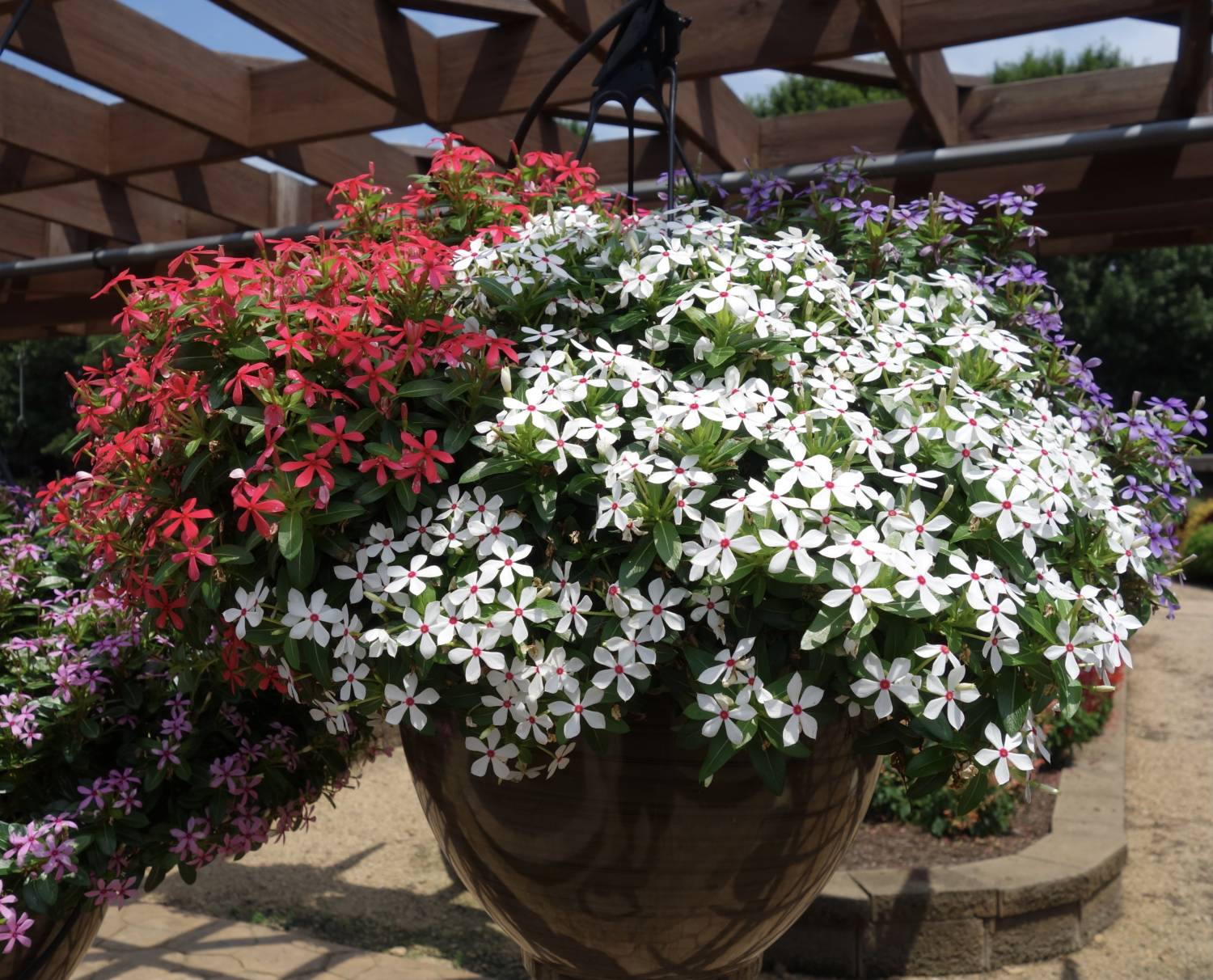 Suntory catharanthus