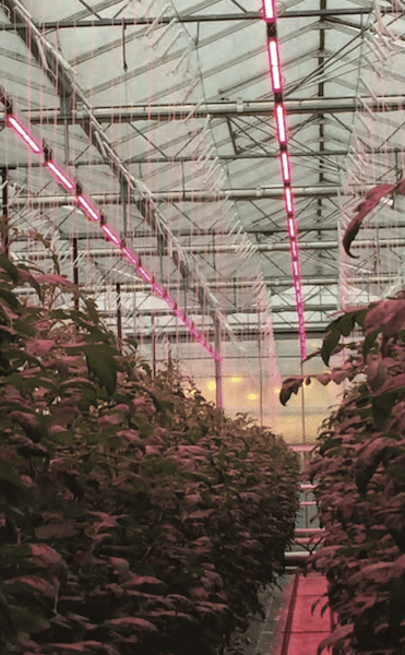 A Closer Look at LED Efficacy