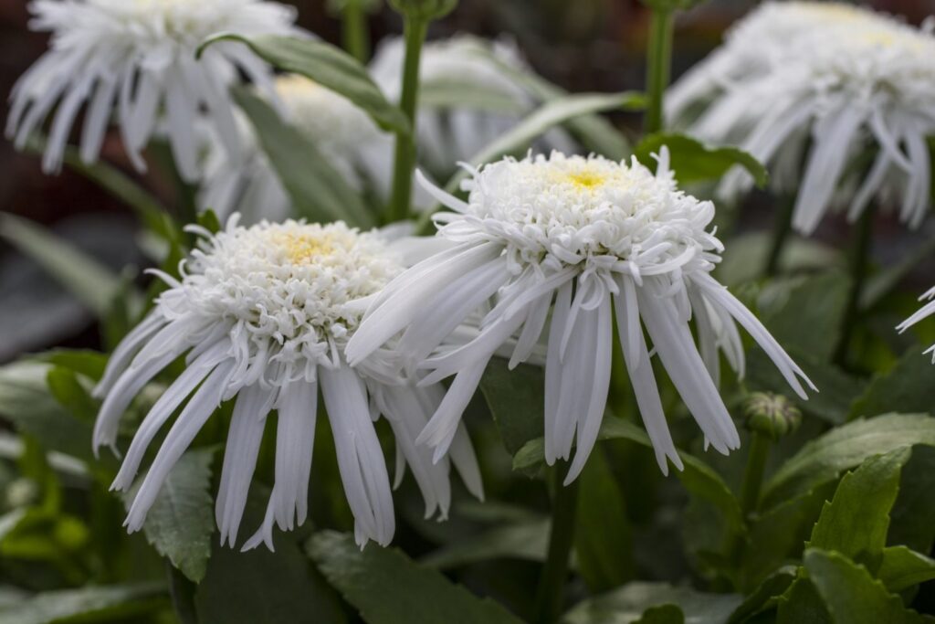 Leucanthemum Carpet Angel Green Fuse