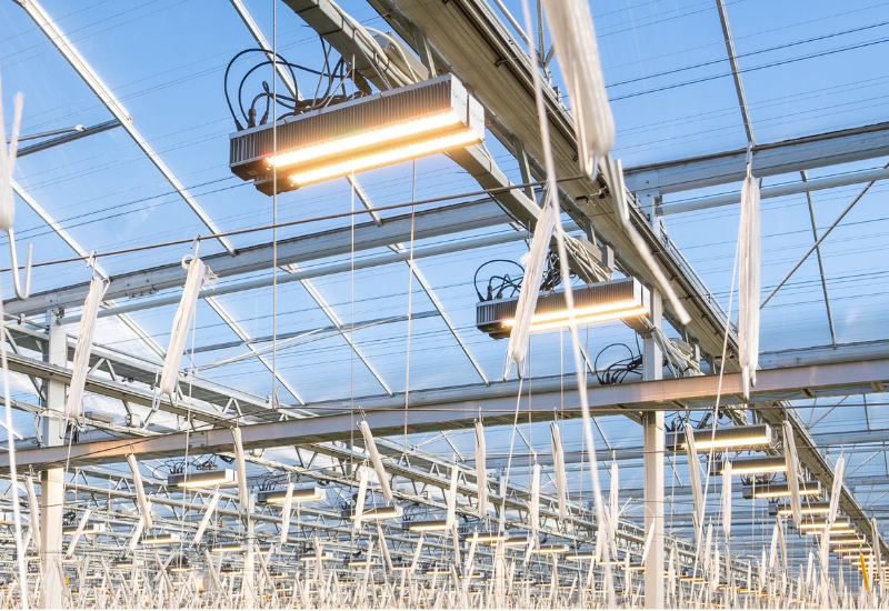 Greenhouse growers face challenges with dynamic lighting