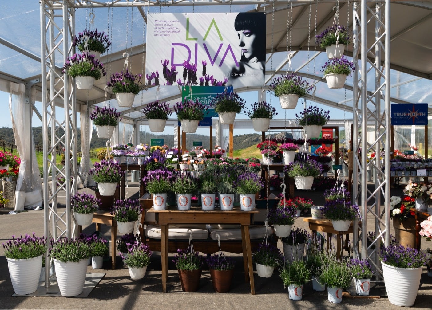 La Diva Lavender