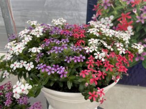 Lady Liberty (Suntory)