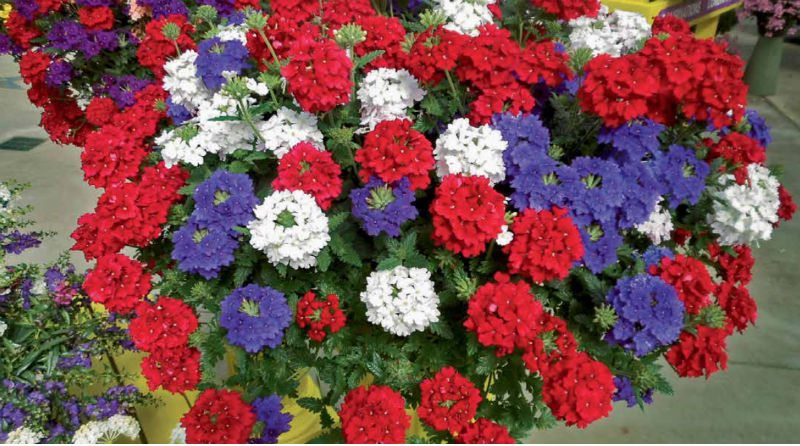 Propagating and Finishing Seven Common Vegetative Annuals