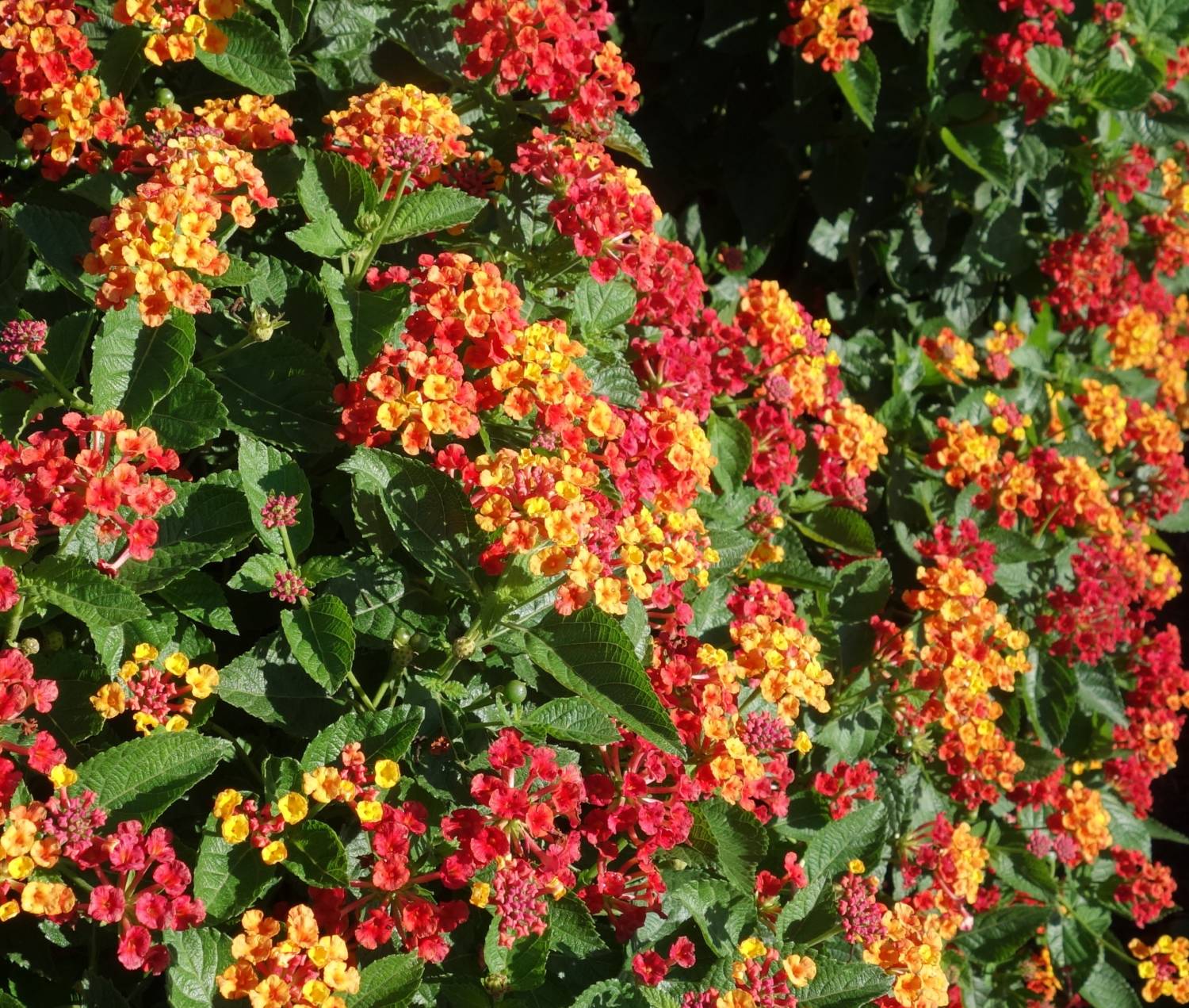 Lantana Bandolero Guava - Syngenta Flowers