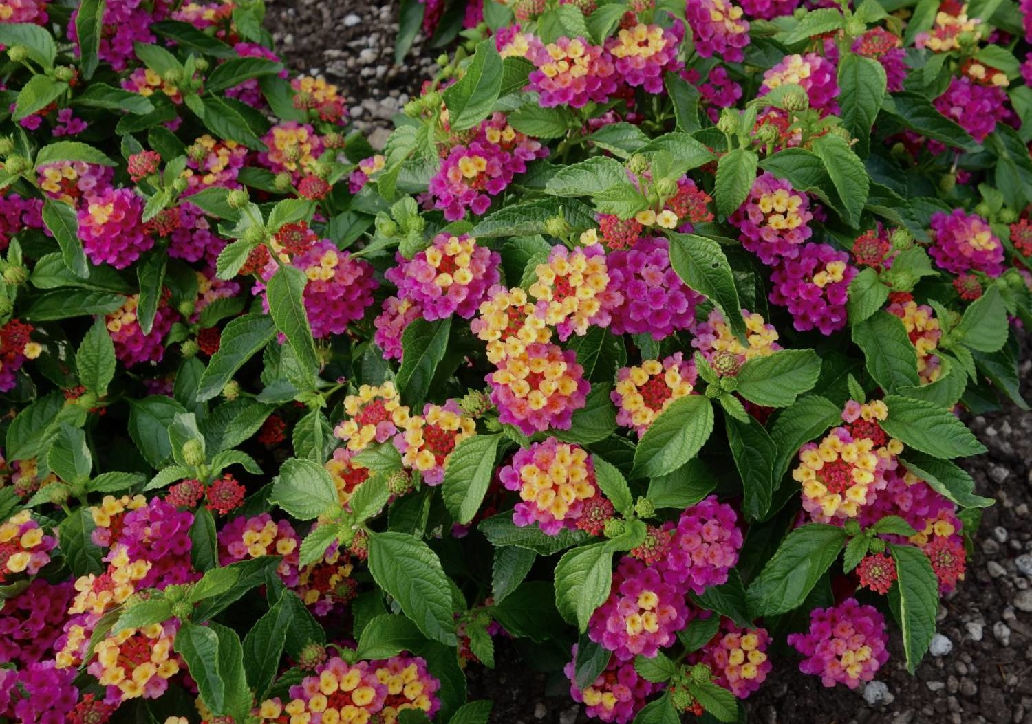 Lantana Gem - Danziger