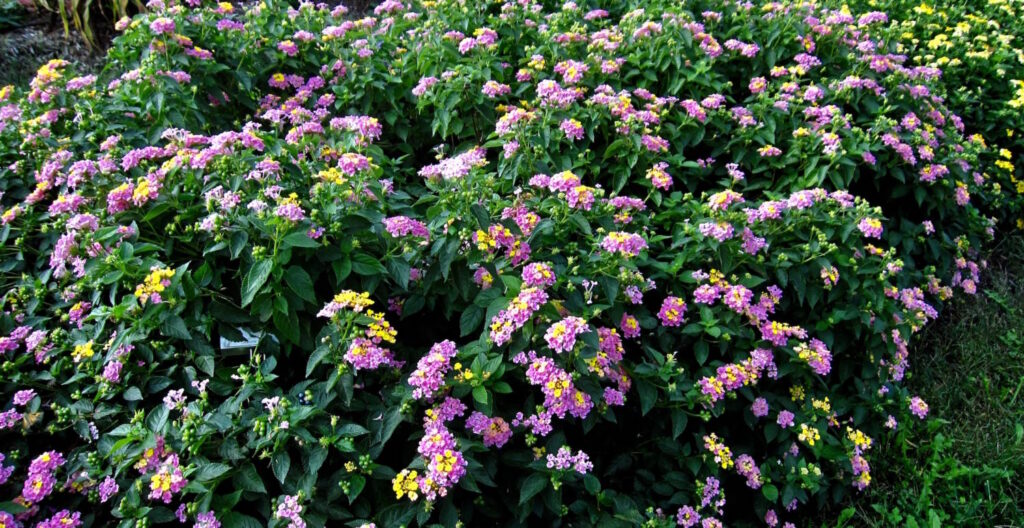 Sunset at the Kansas State University Flower Trial